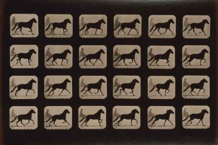 Framed Print : Horses. Trotting change to running Framed Print : Horses. Trotting change to running
