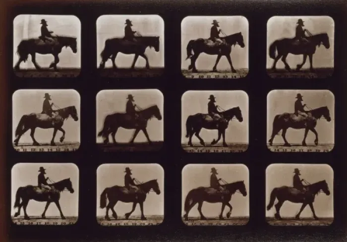 Framed Print : Horses. Walking Framed Print : Horses. Walking