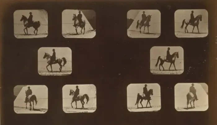 Framed Print : Horses. Walking Framed Print : Horses. Walking