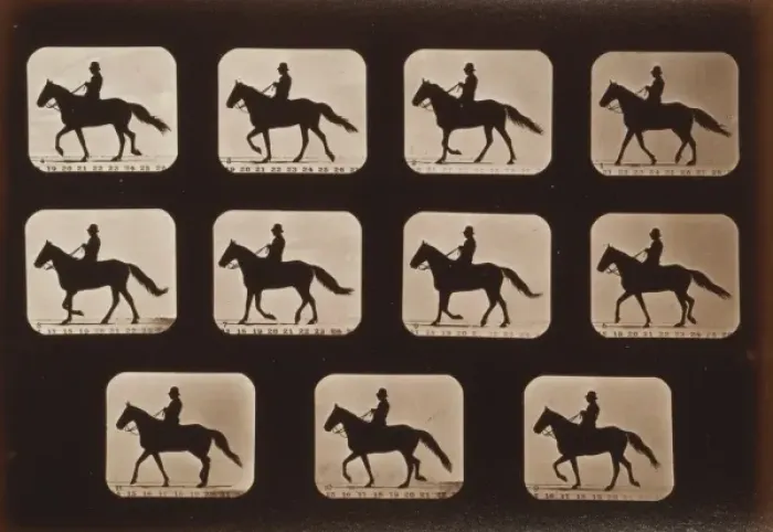 Framed Print : Horses. Walking Framed Print : Horses. Walking