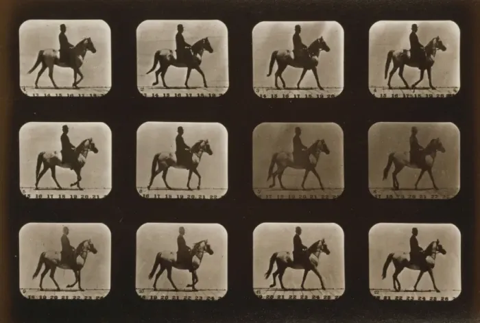 Framed Print : Horses. Walking Framed Print : Horses. Walking