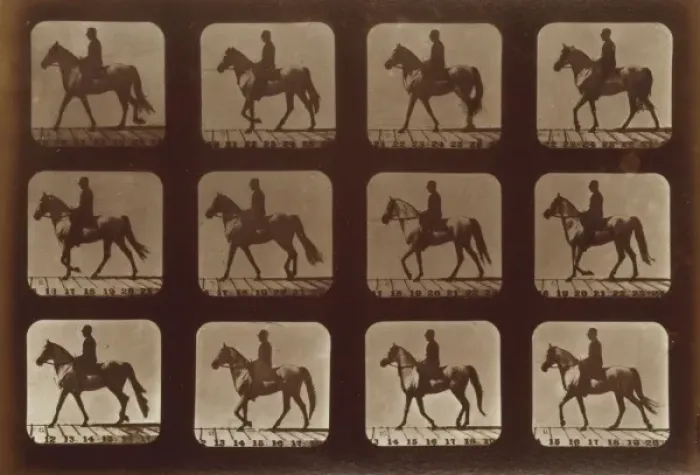 Framed Print : Horses. Walking Framed Print : Horses. Walking