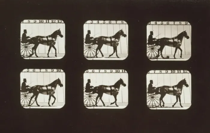 Framed Print : Horses. Walking Framed Print : Horses. Walking