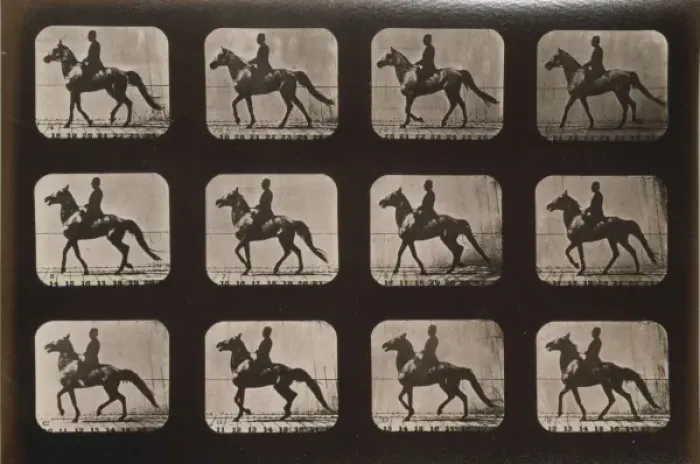Framed Print : Horses. Walking, change to trotting Framed Print : Horses. Walking, change to trotting