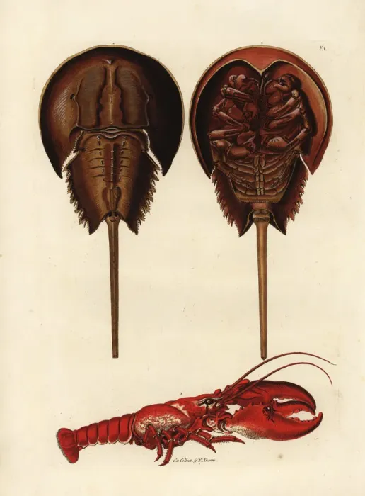 Framed Print : Horseshoe crab, Limulus polyphemus, and lobster Framed Print : Horseshoe crab, Limulus polyphemus, and lobster