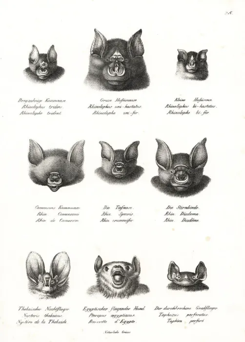 Framed Print : Horseshoe and Egyptian bat heads Framed Print : Horseshoe and Egyptian bat heads