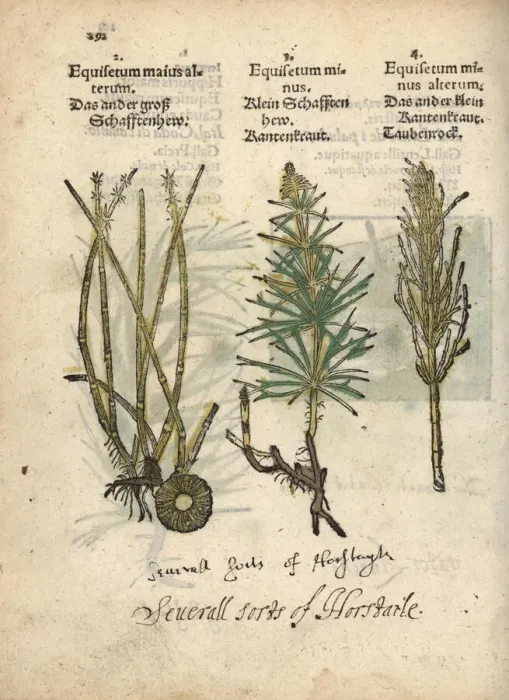 Framed Print : Horsetail varieties, Equisetum species Framed Print : Horsetail varieties, Equisetum species