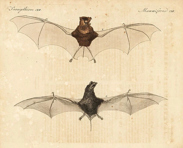 Horsfield's leaf-nosed bat and wrinkle-lipped bat