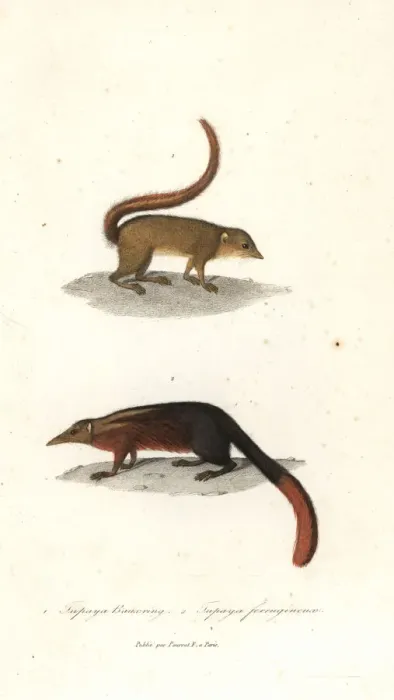 Framed Print : Horsfields treeshrew, Tupaia javanica