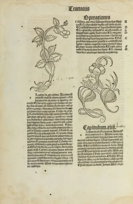Framed Print : Hortus Sanitatis, Jacob Meidenbach, 1497 edition Framed Print : Hortus Sanitatis, Jacob Meidenbach, 1497 edition