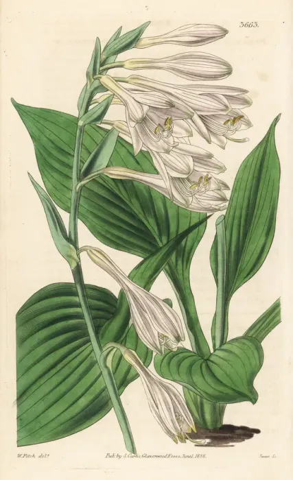 Framed Print : Hosta sieboldii Framed Print : Hosta sieboldii