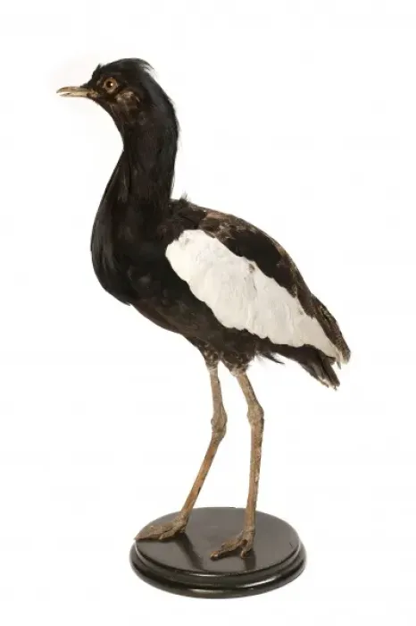 Framed Print : Houbaropsis bengalensis, Bengal florican Framed Print : Houbaropsis bengalensis, Bengal florican