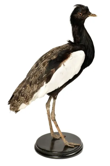 Framed Print : Houbaropsis bengalensis, Bengal florican Framed Print : Houbaropsis bengalensis, Bengal florican
