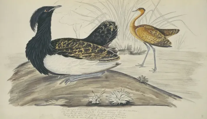 Framed Print : Houbaropsis bengalensis, Bengal florican Framed Print : Houbaropsis bengalensis, Bengal florican
