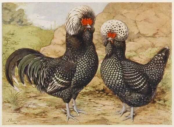 Houdan Cock & Hen