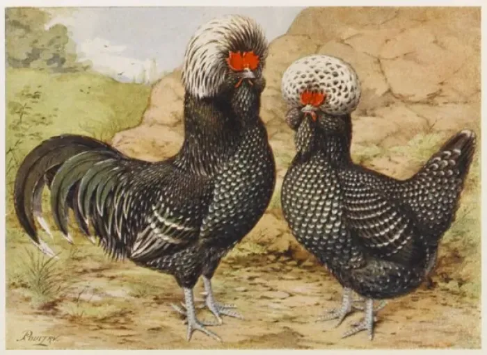 Framed Print : Houdan Cock & Hen Framed Print : Houdan Cock & Hen