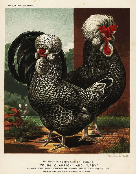 Houdan or Poule de Houdan cock and hen