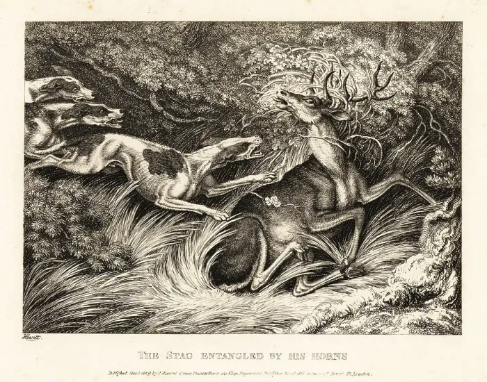 Framed Print : Three hounds attack a stag caught by its antlers Framed Print : Three hounds attack a stag caught by its antlers