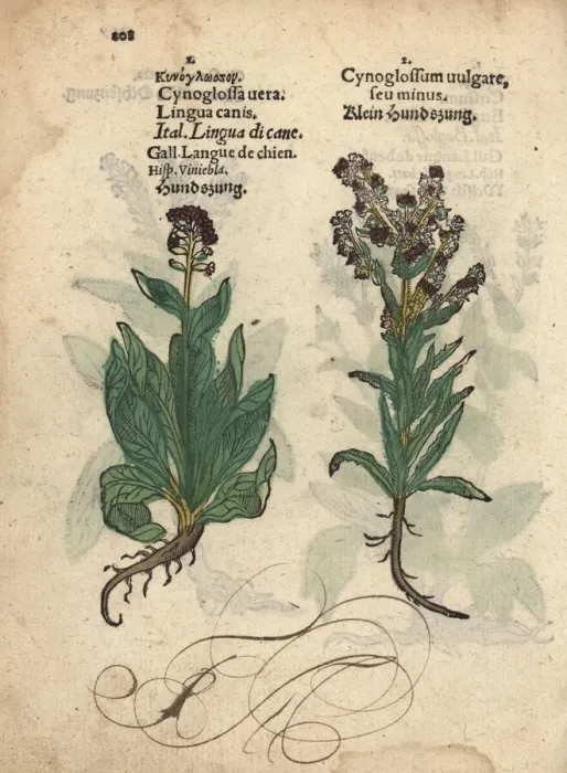 Framed Print : Houndstongue species, Cynoglossum officinale Framed Print : Houndstongue species, Cynoglossum officinale