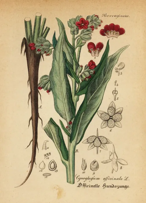 Framed Print : Houndstooth, Cynoglossum officinale Framed Print : Houndstooth, Cynoglossum officinale