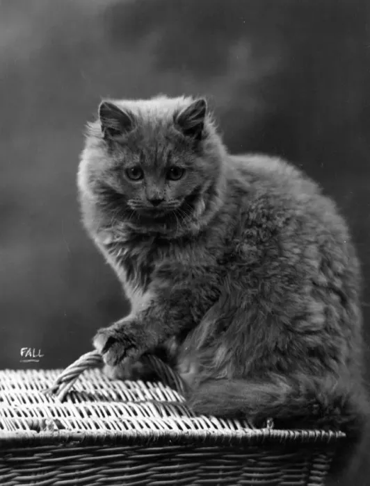 Framed Print : HOUSE CAT ON BASKET Framed Print : HOUSE CAT ON BASKET