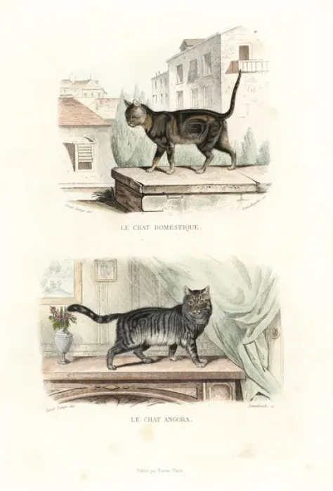 Framed Print : House cat and Turkish Angora cat Framed Print : House cat and Turkish Angora cat