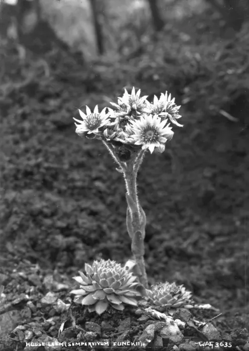 Framed Print : House Leek (Sempervivum Funckii) Framed Print : House Leek (Sempervivum Funckii)