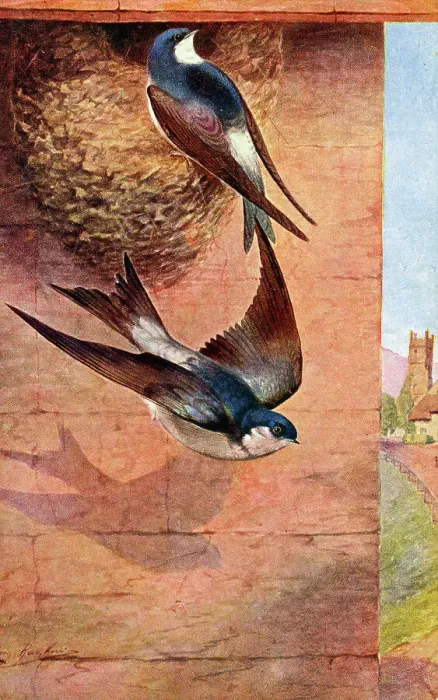 Framed Print : House Martin Framed Print : House Martin