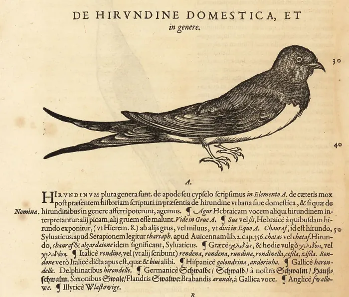 Framed Print : House martin, Delichon urbicum Framed Print : House martin, Delichon urbicum