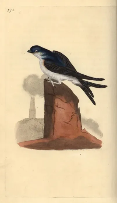 Framed Print : House martin, Delichon urbicum, perched on top of a chimney Framed Print : House martin, Delichon urbicum, perched on top of a chimney
