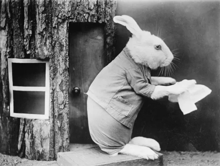 Framed Print : A house proud rabbit Framed Print : A house proud rabbit