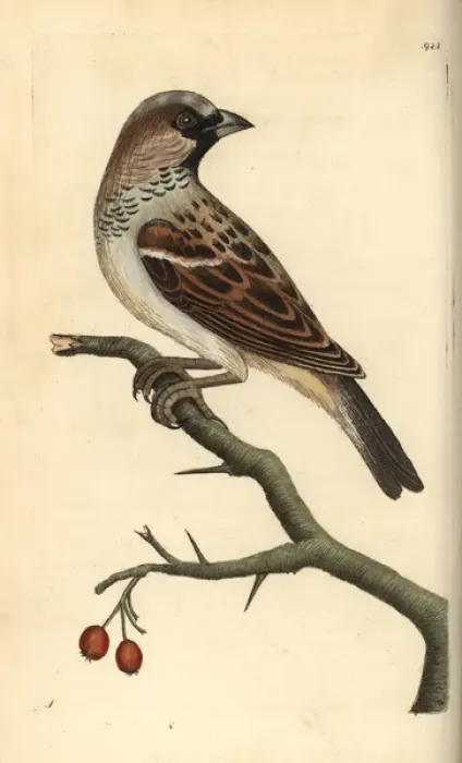 Framed Print : House sparrow, Passer domestica Framed Print : House sparrow, Passer domestica