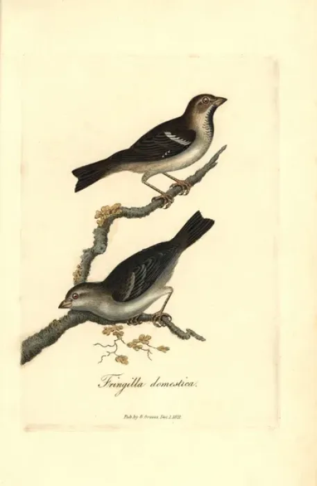 Framed Print : House sparrow, Passer domesticus Framed Print : House sparrow, Passer domesticus