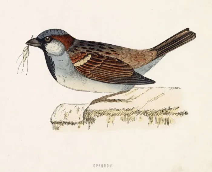 Framed Print : HOUSE SPARROW (Passer domesticus) Date: 1851 Framed Print : HOUSE SPARROW (Passer domesticus) Date: 1851