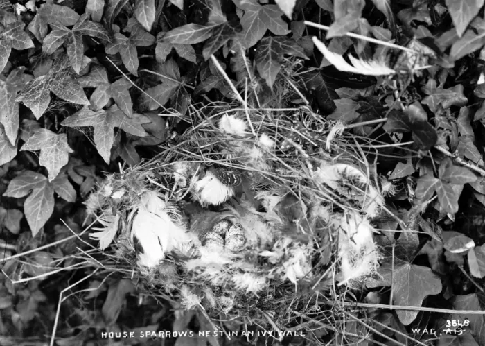 Framed Print : House Sparrows Nest in an Ivy Wall Framed Print : House Sparrows Nest in an Ivy Wall
