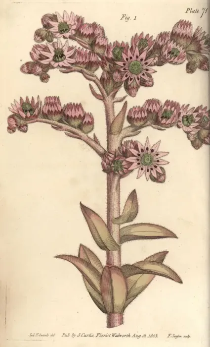 Framed Print : Houseleek, Sempervivum tectorum Framed Print : Houseleek, Sempervivum tectorum