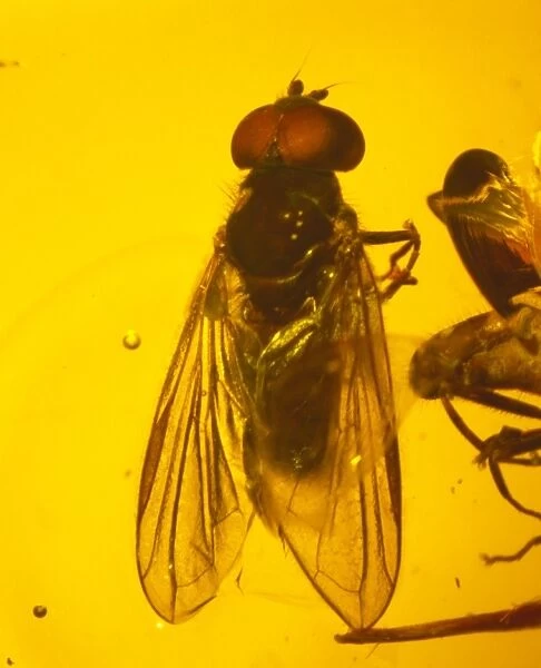 Hoverfly in amber. Hoverfly preserved in Baltic amber