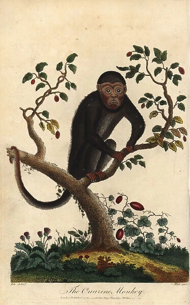 Howler monkey, Alouatta species