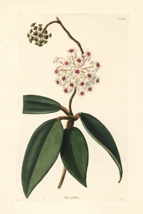 Framed Print : Hoya pallida Framed Print : Hoya pallida