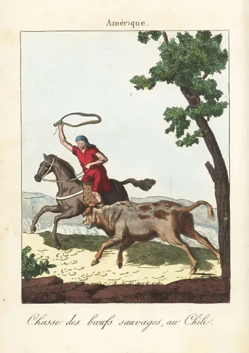 Framed Print : Huaso (cowboy) hunting wild cattle in Chile, 18th century Framed Print : Huaso (cowboy) hunting wild cattle in Chile, 18th century