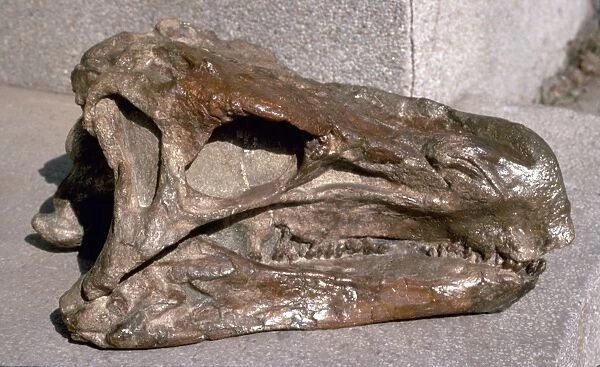 Huayangosaurus skull