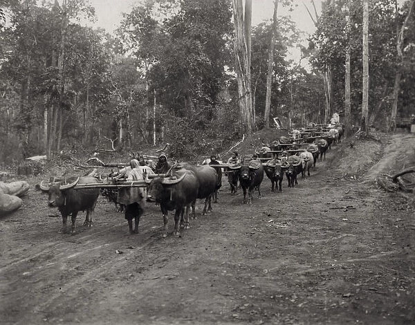Huge logging train of oxen in jungle, Burma India c. 1910