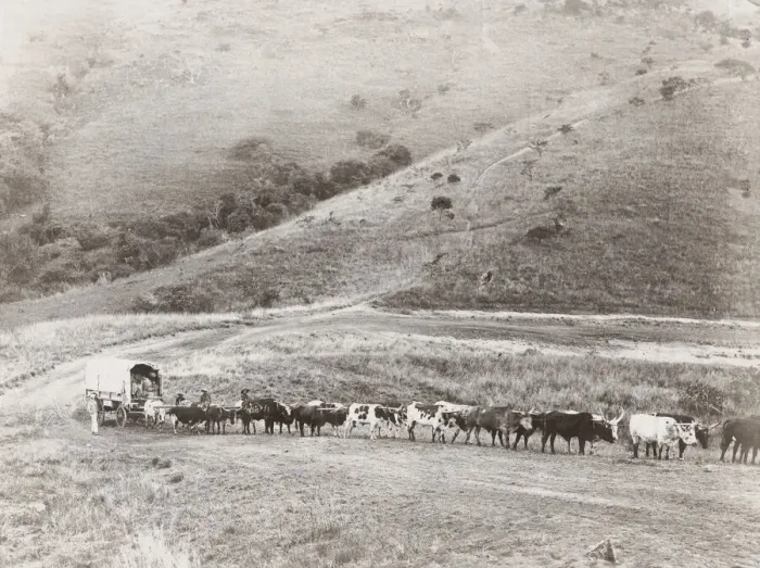 Framed Print : Huge ox drawn wagon train South Africa Framed Print : Huge ox drawn wagon train South Africa