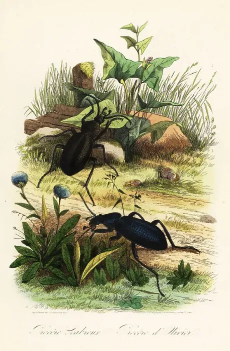 Framed Print : Huge violet ground beetles, Carabus scabrosus Framed Print : Huge violet ground beetles, Carabus scabrosus