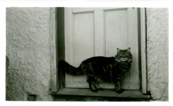 Framed Print : Hullbridge Cat, Hullbridge, Essex Framed Print : Hullbridge Cat, Hullbridge, Essex