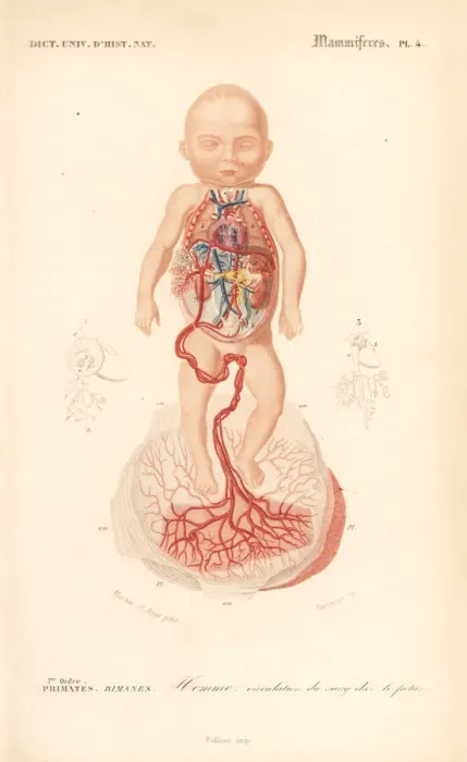 Framed Print : Human anatomy: blood circulation from placenta to the foetus Framed Print : Human anatomy: blood circulation from placenta to the foetus