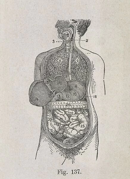 VALUE. Human Anatomy. Digestive system. Engraving
