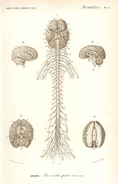 Human anatomy, nervous system, brain and spinal cord