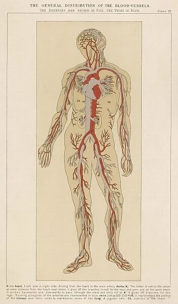 Human body with blood vessels