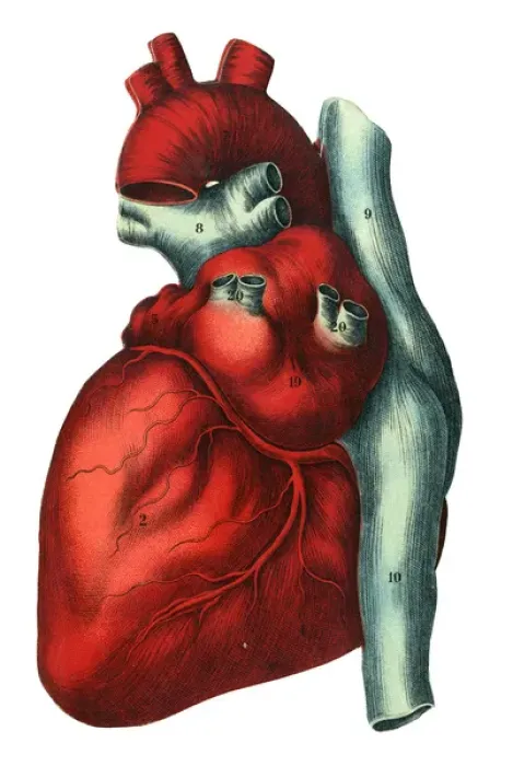 Framed Print : Human heart Framed Print : Human heart